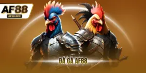 Đá gà af88